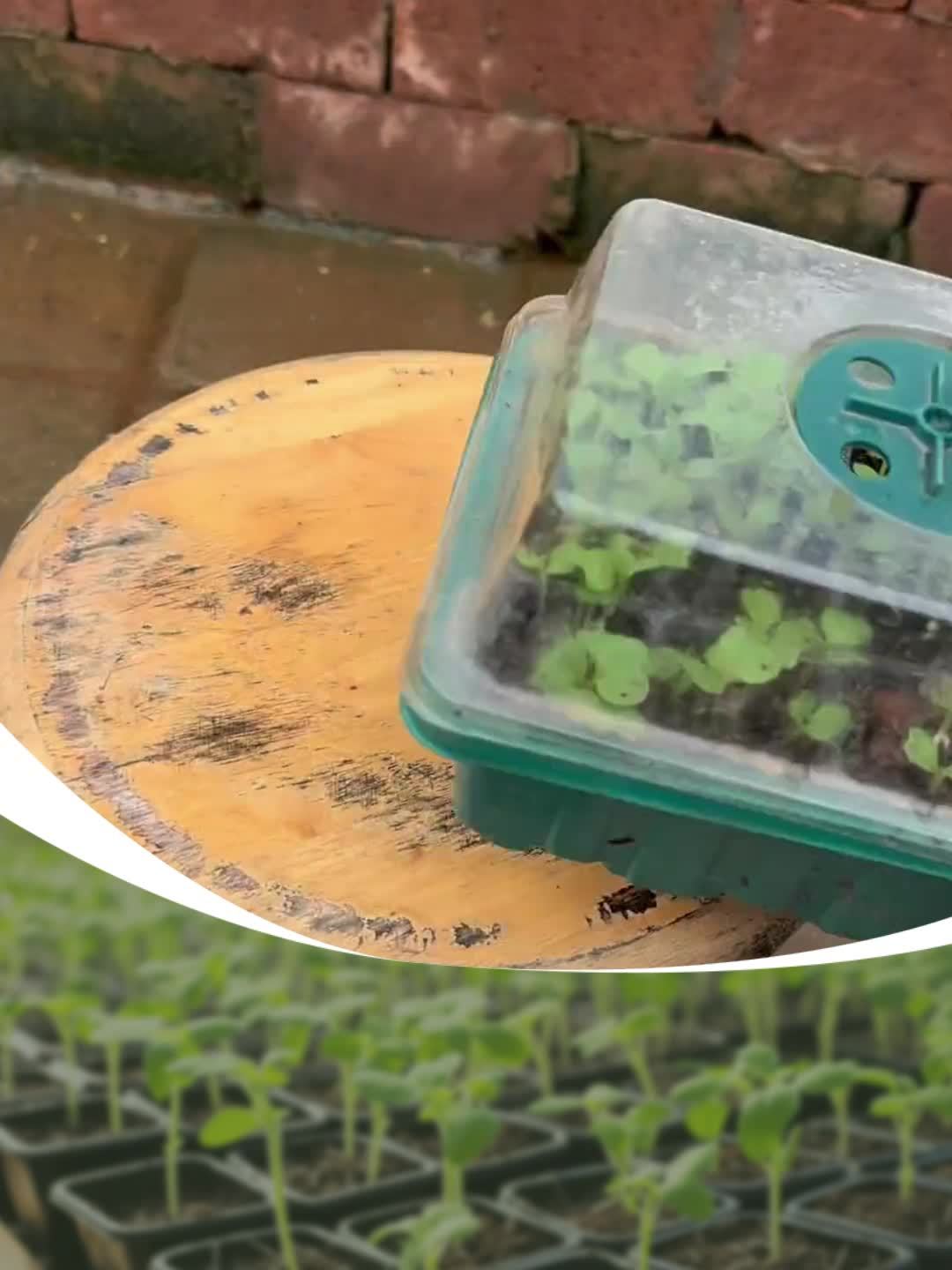 Seed Starting Trays with Grow Light, 5-Set Seedling Kit with Elevated Adjustable Humidity Domes and Clear Cell Trays for Greenhouse Gardening