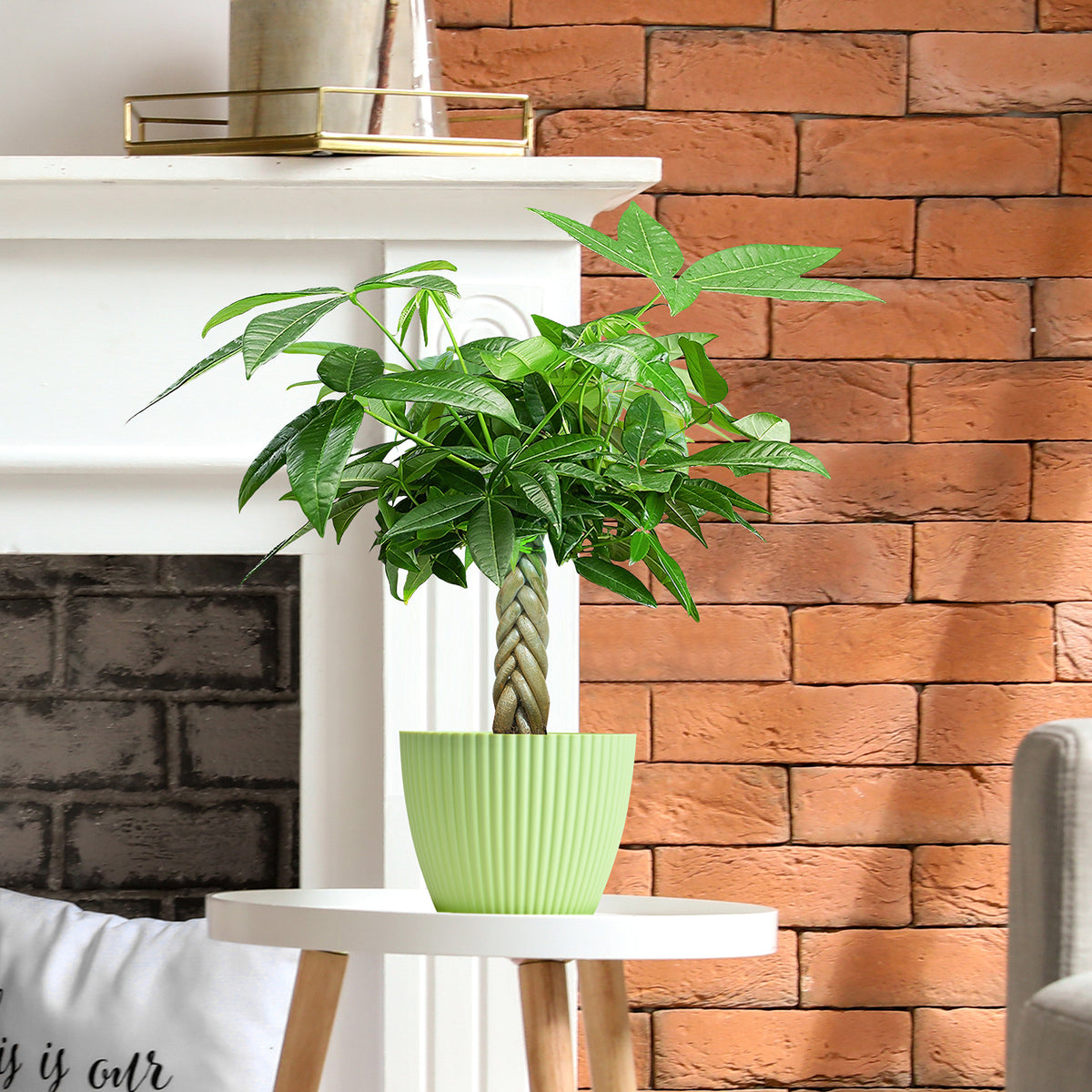 Live Money Tree Houseplant, Pachira Aquatica with Pot, Metal Bucket or Kokedama Bowl Options for Indoor Home and Office Decor, Birthdays and Housewarming Gifts