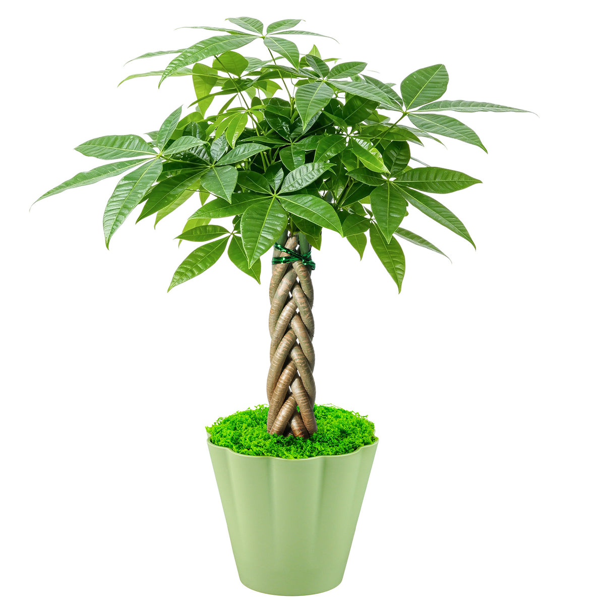 Live Money Tree Houseplant, Pachira Aquatica with Pot, Metal Bucket or Kokedama Bowl Options for Indoor Home and Office Decor, Birthdays and Housewarming Gifts