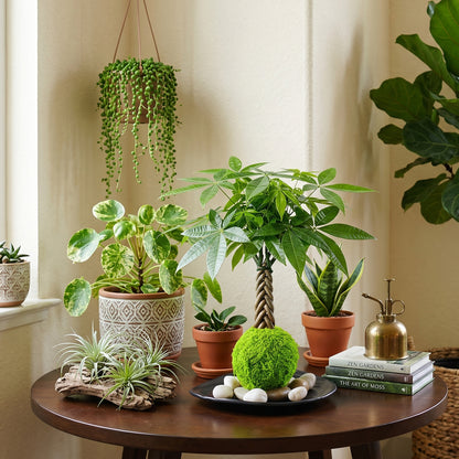 Live Money Tree Houseplant, Pachira Aquatica with Pot, Metal Bucket or Kokedama Bowl Options for Indoor Home and Office Decor, Birthdays and Housewarming Gifts