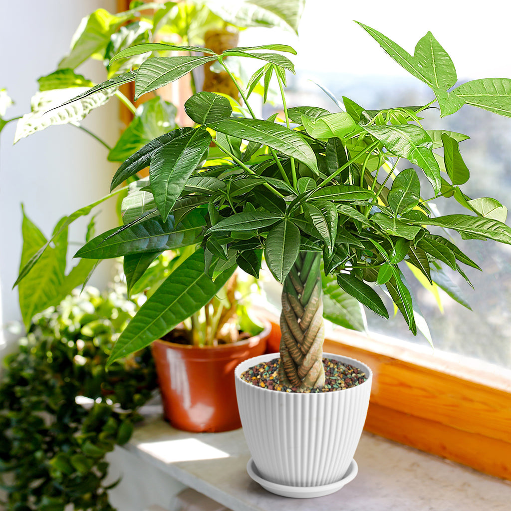 Live Money Tree Houseplant, Pachira Aquatica with Pot, Metal Bucket or Kokedama Bowl Options for Indoor Home and Office Decor, Birthdays and Housewarming Gifts