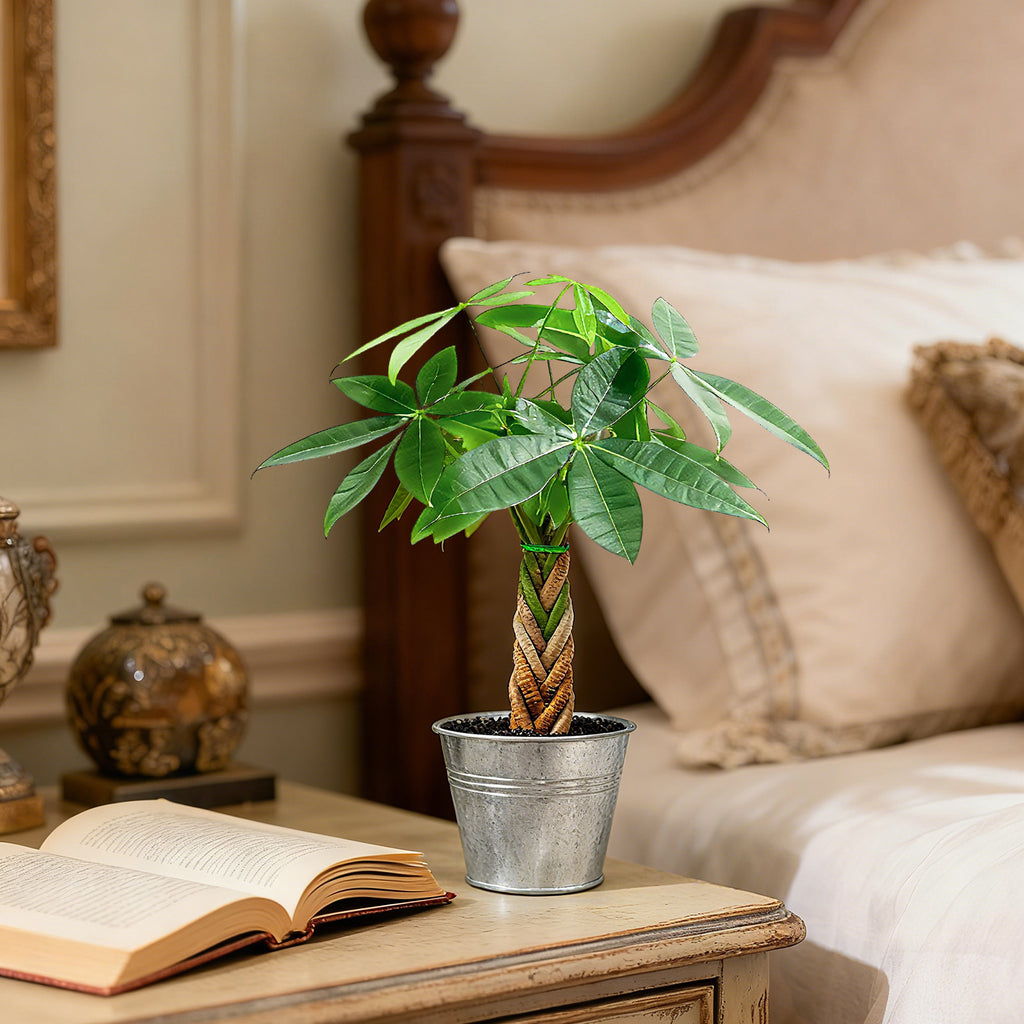 Live Money Tree Houseplant, Pachira Aquatica with Pot, Metal Bucket or Kokedama Bowl Options for Indoor Home and Office Decor, Birthdays and Housewarming Gifts