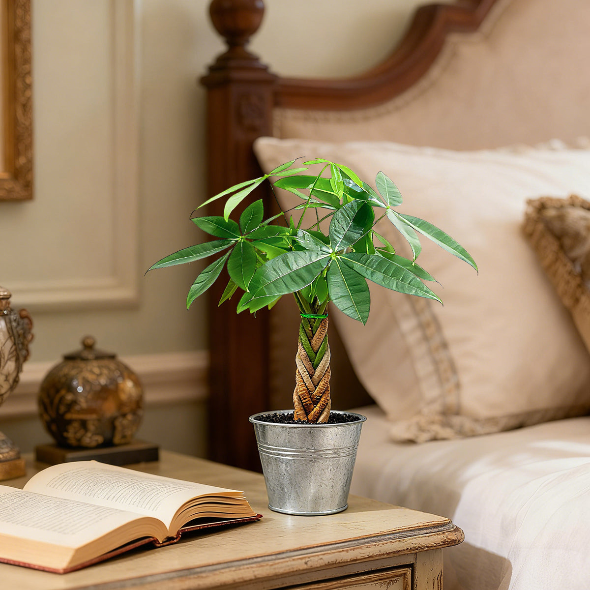 Live Money Tree Houseplant, Pachira Aquatica with Pot, Metal Bucket or Kokedama Bowl Options for Indoor Home and Office Decor, Birthdays and Housewarming Gifts