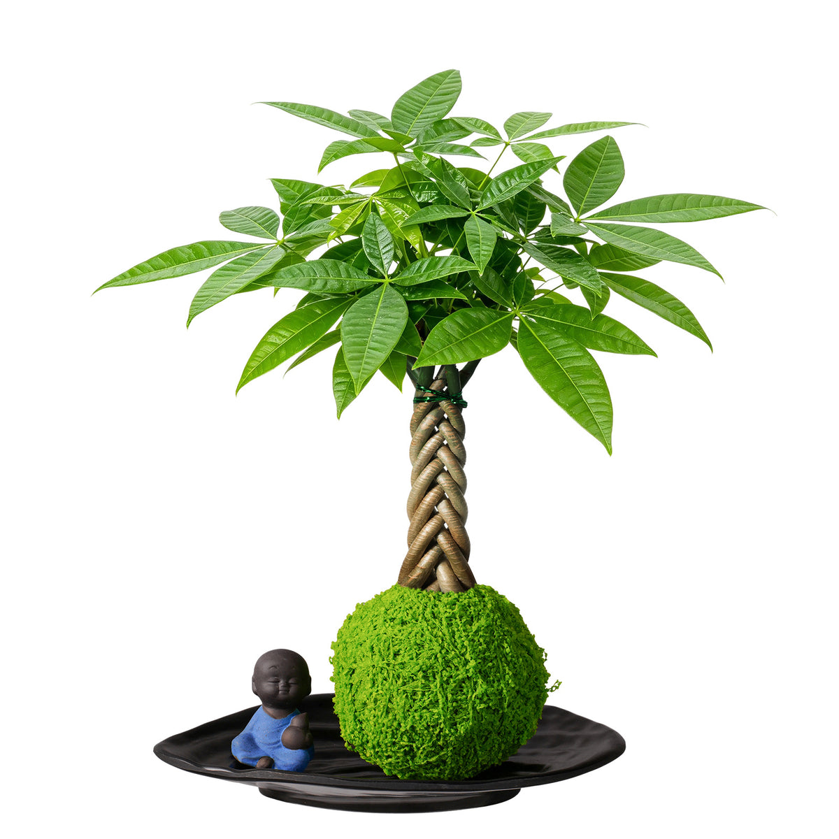 Live Money Tree Houseplant, Pachira Aquatica with Pot, Metal Bucket or Kokedama Bowl Options for Indoor Home and Office Decor, Birthdays and Housewarming Gifts