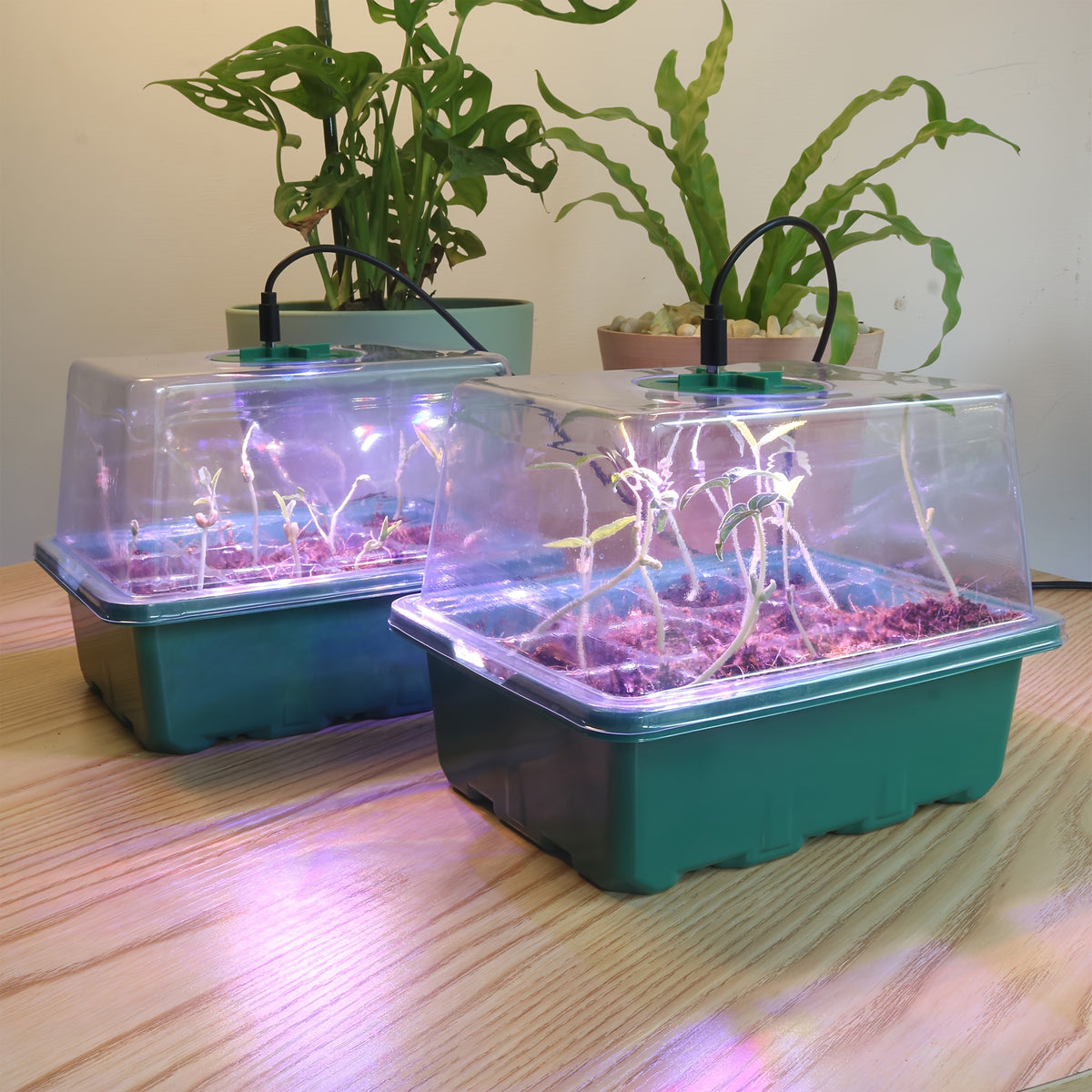 Seed Starting Trays with Grow Light, 5-Set Seedling Kit with Elevated Adjustable Humidity Domes and Clear Cell Trays for Greenhouse Gardening