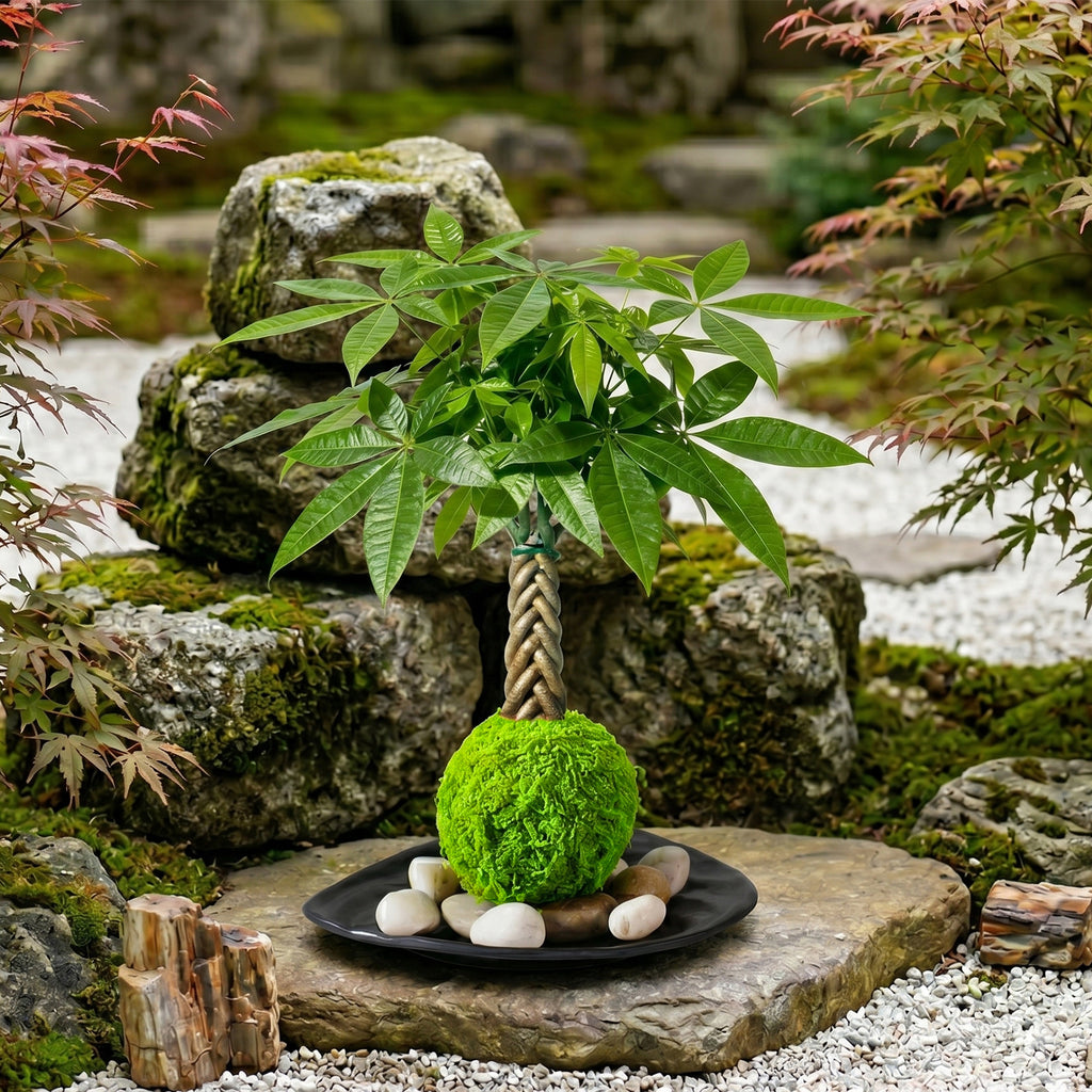 Live Money Tree Houseplant, Pachira Aquatica with Pot, Metal Bucket or Kokedama Bowl Options for Indoor Home and Office Decor, Birthdays and Housewarming Gifts