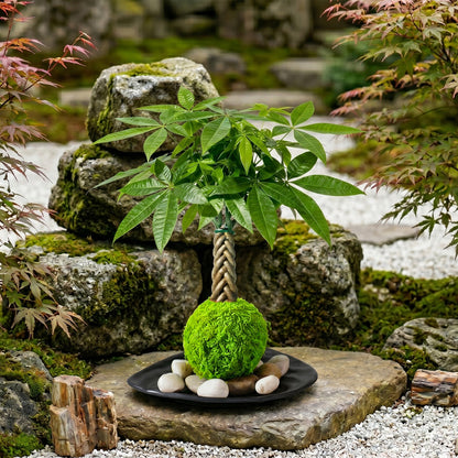 Live Money Tree Houseplant, Pachira Aquatica with Pot, Metal Bucket or Kokedama Bowl Options for Indoor Home and Office Decor, Birthdays and Housewarming Gifts