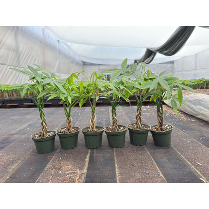 Live Money Tree Houseplant, Pachira Aquatica with Pot, Metal Bucket or Kokedama Bowl Options for Indoor Home and Office Decor, Birthdays and Housewarming Gifts