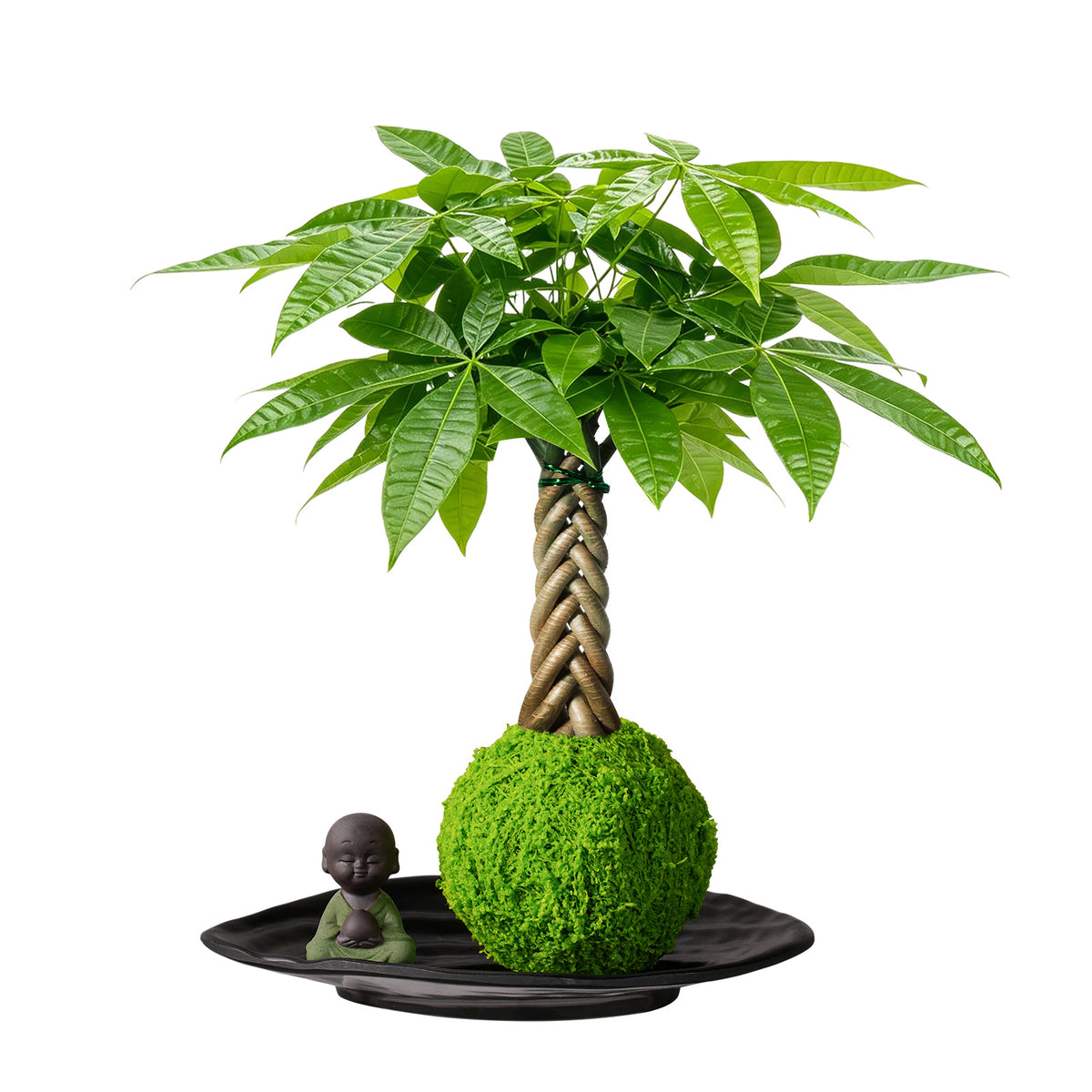 Live Money Tree Houseplant, Pachira Aquatica with Pot, Metal Bucket or Kokedama Bowl Options for Indoor Home and Office Decor, Birthdays and Housewarming Gifts