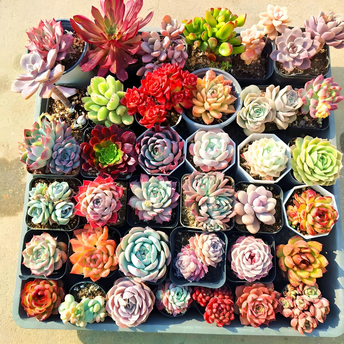 Live Succulent Plants Set of Eight with Nursery Planters, Listed Eight-Variety Collection for Garden Beginners, DIY Plant Displays, Wedding Favors and Plant Lover Gifts