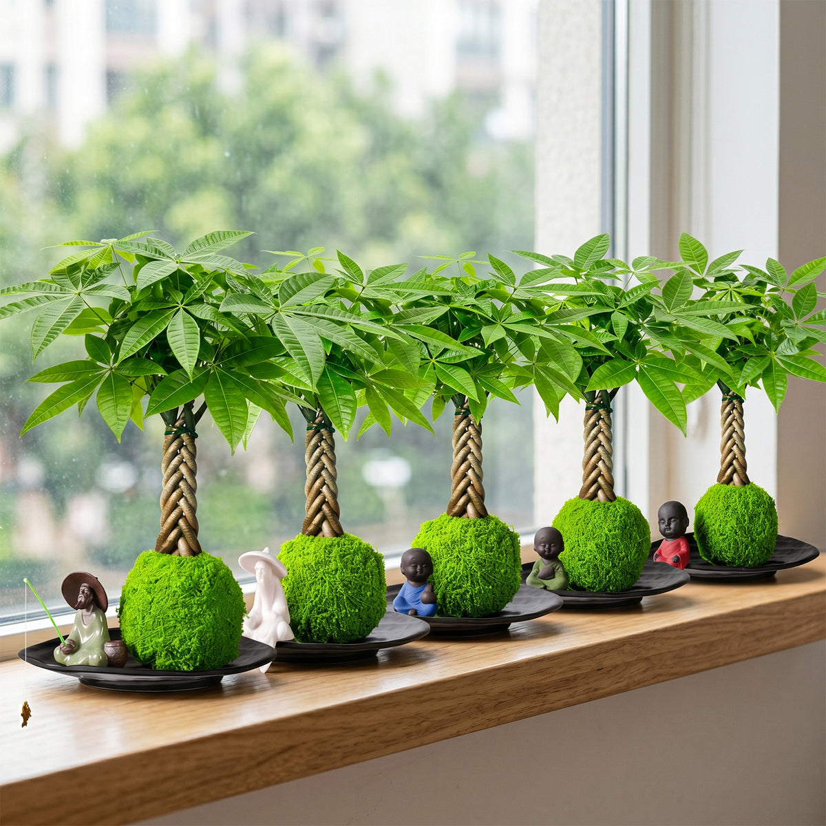 Live Money Tree Houseplant, Pachira Aquatica with Pot, Metal Bucket or Kokedama Bowl Options for Indoor Home and Office Decor, Birthdays and Housewarming Gifts