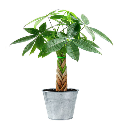 Live Money Tree Houseplant, Pachira Aquatica with Pot, Metal Bucket or Kokedama Bowl Options for Indoor Home and Office Decor, Birthdays and Housewarming Gifts
