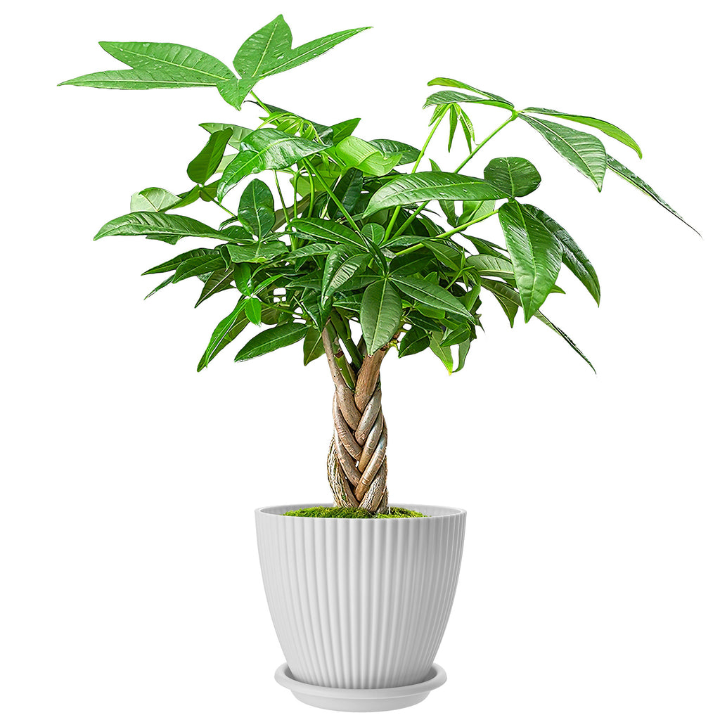 Live Money Tree Houseplant, Pachira Aquatica with Pot, Metal Bucket or Kokedama Bowl Options for Indoor Home and Office Decor, Birthdays and Housewarming Gifts