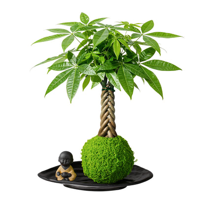 Live Money Tree Houseplant, Pachira Aquatica with Pot, Metal Bucket or Kokedama Bowl Options for Indoor Home and Office Decor, Birthdays and Housewarming Gifts