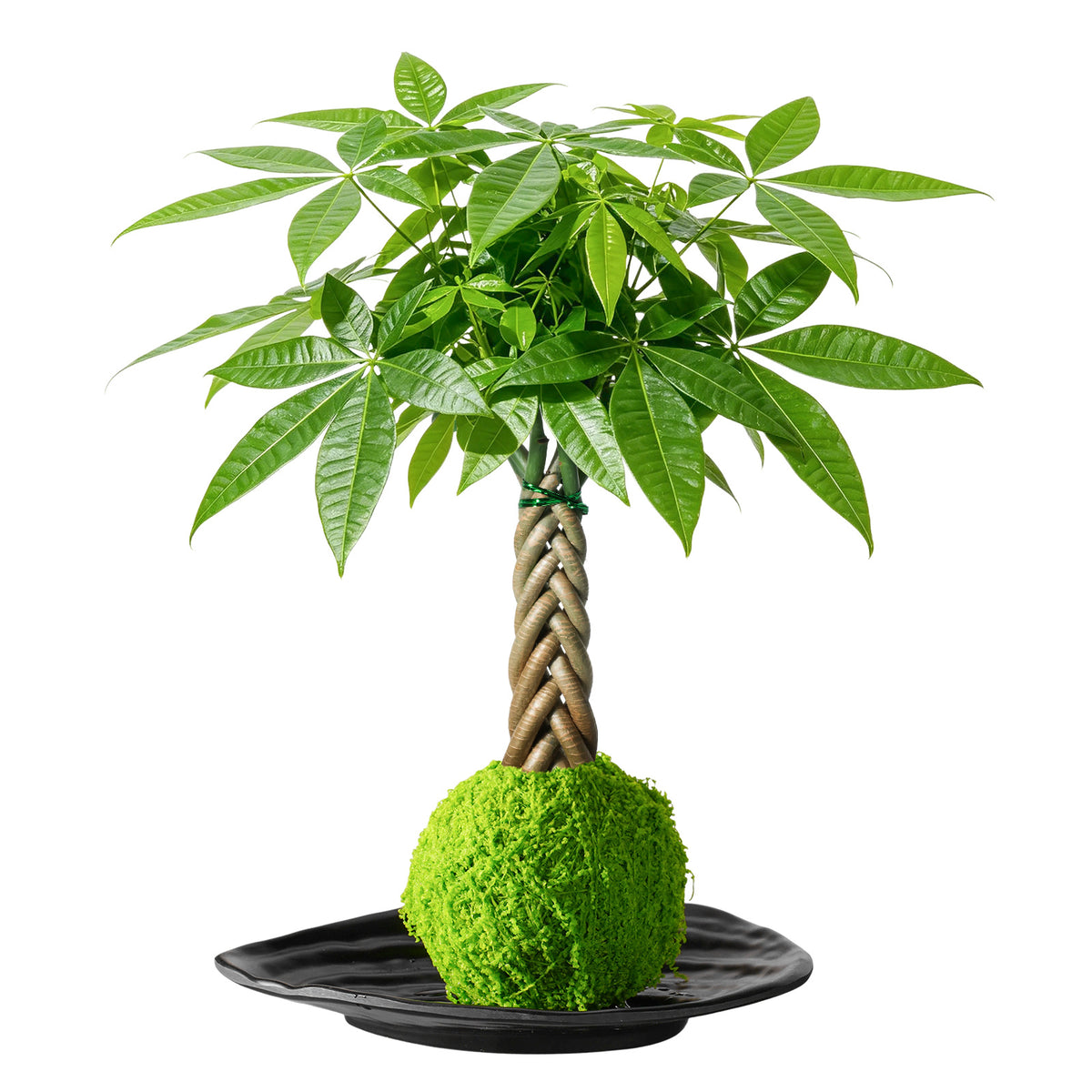 Live Money Tree Houseplant, Pachira Aquatica with Pot, Metal Bucket or Kokedama Bowl Options for Indoor Home and Office Decor, Birthdays and Housewarming Gifts