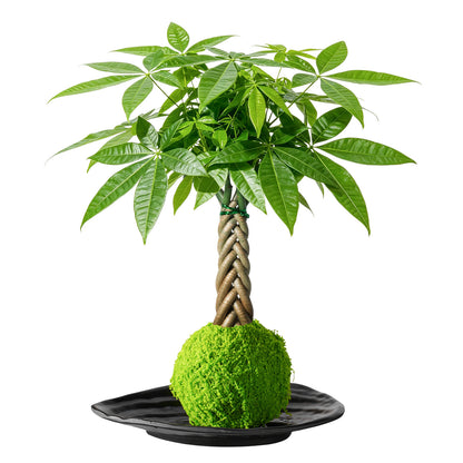 Live Money Tree Houseplant, Pachira Aquatica with Pot, Metal Bucket or Kokedama Bowl Options for Indoor Home and Office Decor, Birthdays and Housewarming Gifts