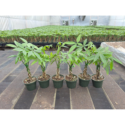 Live Money Tree Houseplant, Pachira Aquatica with Pot, Metal Bucket or Kokedama Bowl Options for Indoor Home and Office Decor, Birthdays and Housewarming Gifts