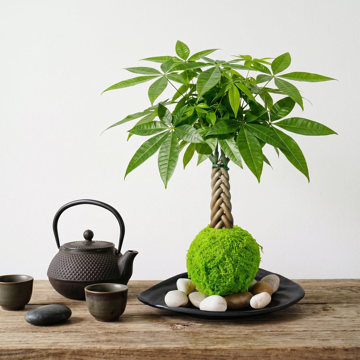 Live Money Tree Houseplant, Pachira Aquatica with Pot, Metal Bucket or Kokedama Bowl Options for Indoor Home and Office Decor, Birthdays and Housewarming Gifts