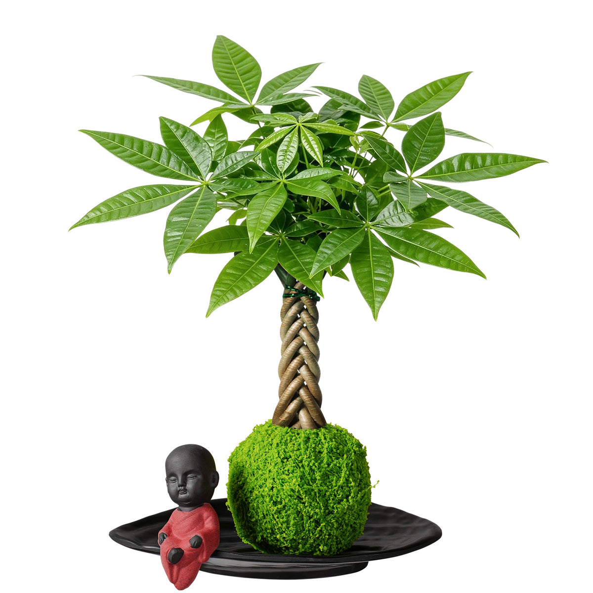 Live Money Tree Houseplant, Pachira Aquatica with Pot, Metal Bucket or Kokedama Bowl Options for Indoor Home and Office Decor, Birthdays and Housewarming Gifts