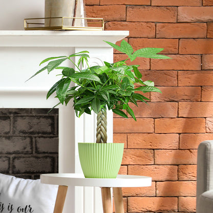 Live Money Tree Houseplant, Pachira Aquatica with Pot, Metal Bucket or Kokedama Bowl Options for Indoor Home and Office Decor, Birthdays and Housewarming Gifts