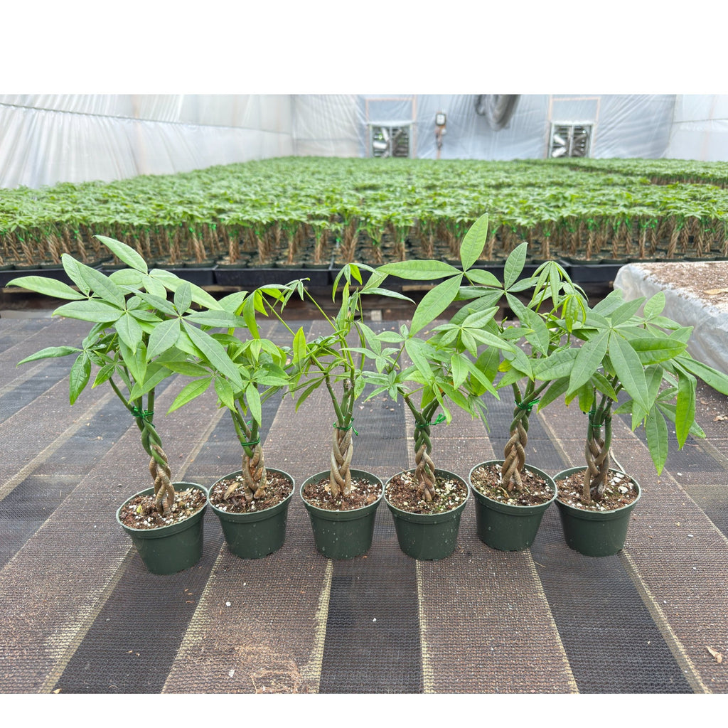 Live Money Tree Houseplant, Pachira Aquatica with Pot, Metal Bucket or Kokedama Bowl Options for Indoor Home and Office Decor, Birthdays and Housewarming Gifts