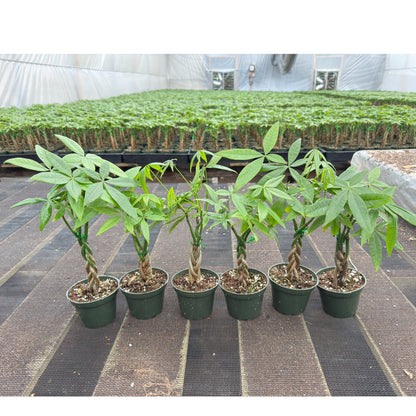 Live Money Tree Houseplant, Pachira Aquatica with Pot, Metal Bucket or Kokedama Bowl Options for Indoor Home and Office Decor, Birthdays and Housewarming Gifts
