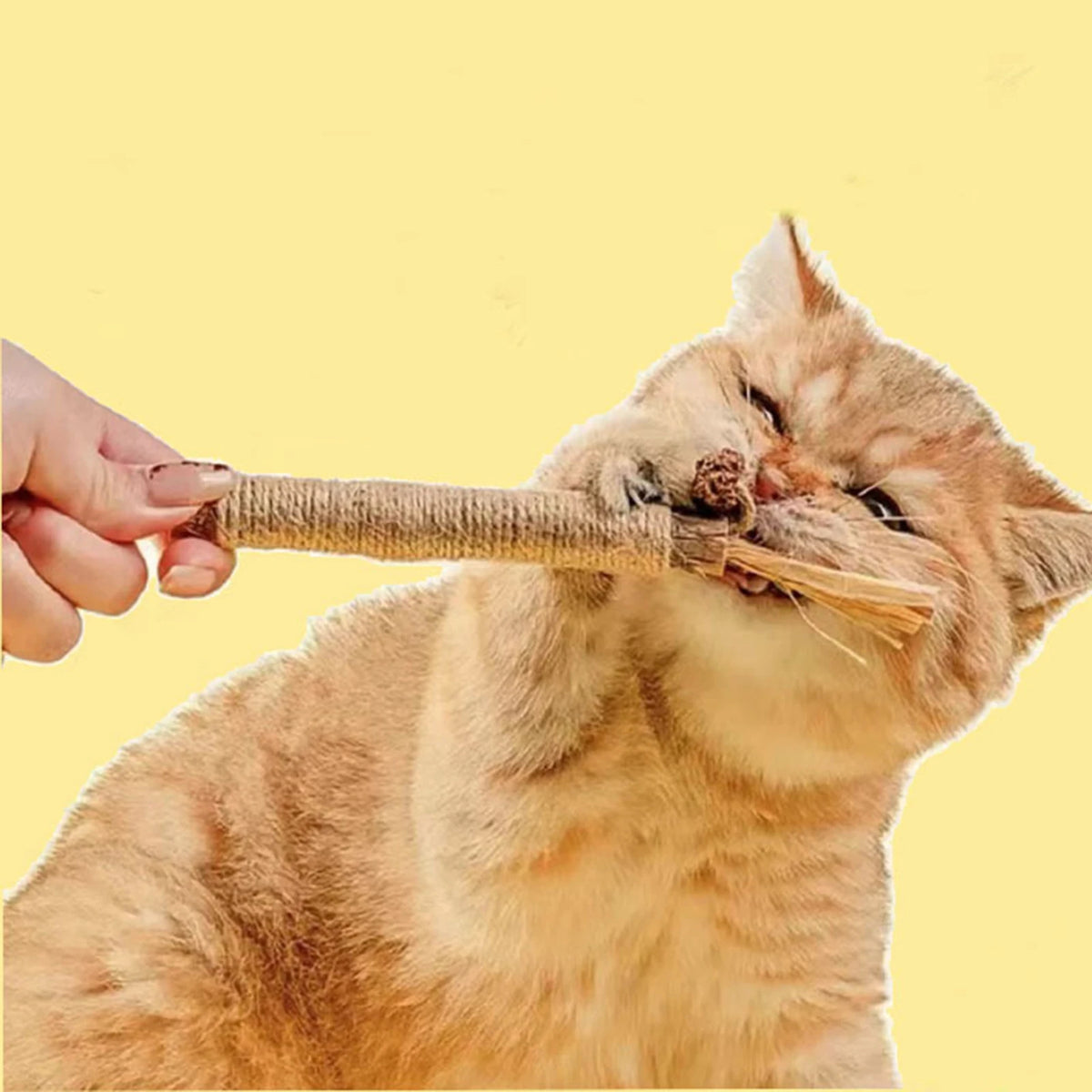 Silvervine Cat Sticks with Hemp Rope, Natural Wood Pet Play Toys for Supervised Indoor Exploration and Interactive Sessions, Pack Options from 3 to 20 Pieces