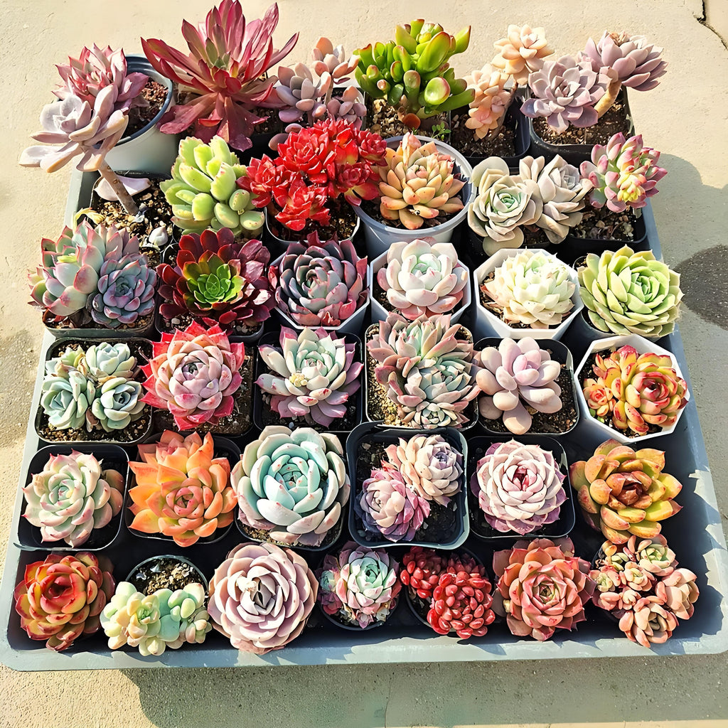 Live Succulent Plants Set of Eight with Nursery Planters, Listed Eight-Variety Collection for Garden Beginners, DIY Plant Displays, Wedding Favors and Plant Lover Gifts