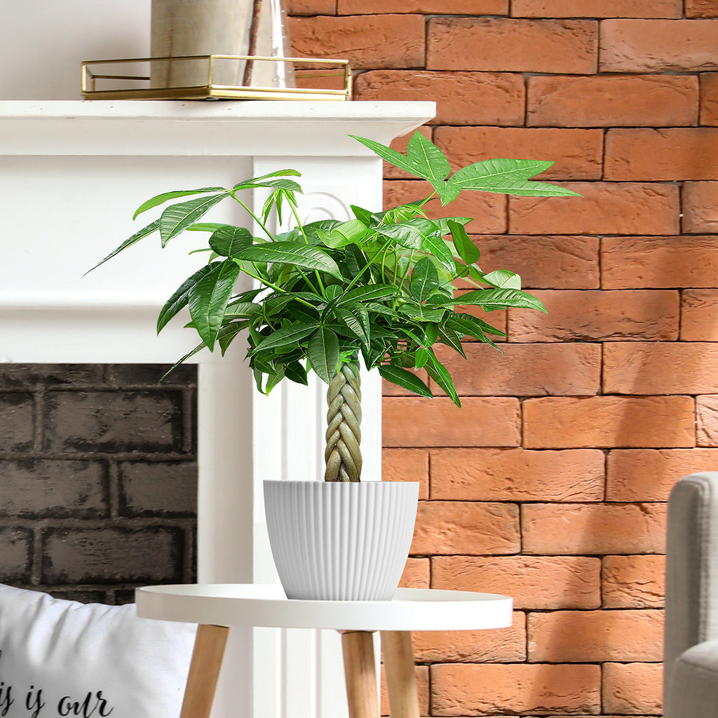 Live Money Tree Houseplant, Pachira Aquatica with Pot, Metal Bucket or Kokedama Bowl Options for Indoor Home and Office Decor, Birthdays and Housewarming Gifts