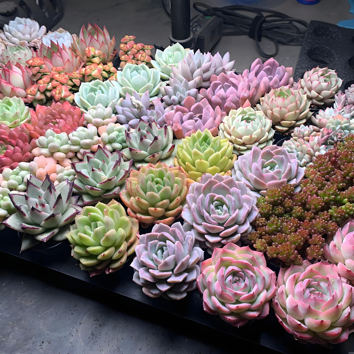 Live Succulent Plants Set of Eight with Nursery Planters, Listed Eight-Variety Collection for Garden Beginners, DIY Plant Displays, Wedding Favors and Plant Lover Gifts