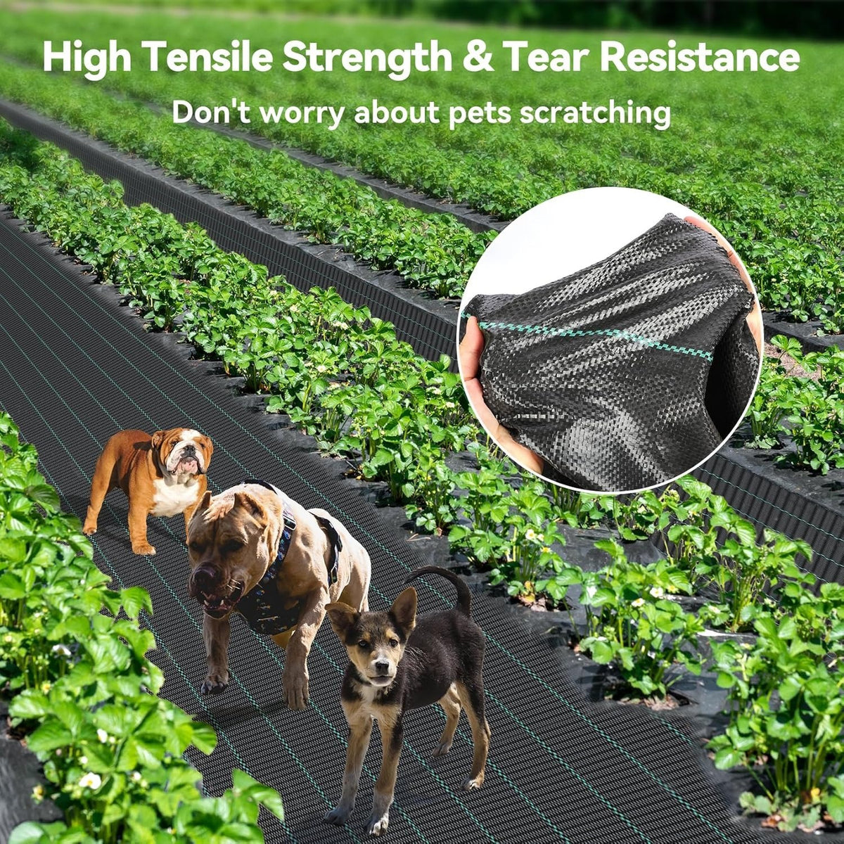 Polypropylene Weed Barrier Landscape Fabric with Woven Ground Cover Design, 15.6 x 600 Inch or 4 x 100 Foot Options for Garden Beds and Landscaping Projects
