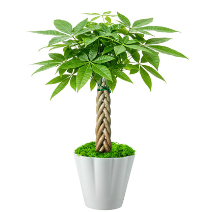 Live Money Tree Houseplant, Pachira Aquatica with Pot, Metal Bucket or Kokedama Bowl Options for Indoor Home and Office Decor, Birthdays and Housewarming Gifts