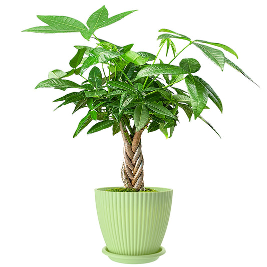 Live Money Tree Houseplant, Pachira Aquatica with Pot, Metal Bucket or Kokedama Bowl Options for Indoor Home and Office Decor, Birthdays and Housewarming Gifts