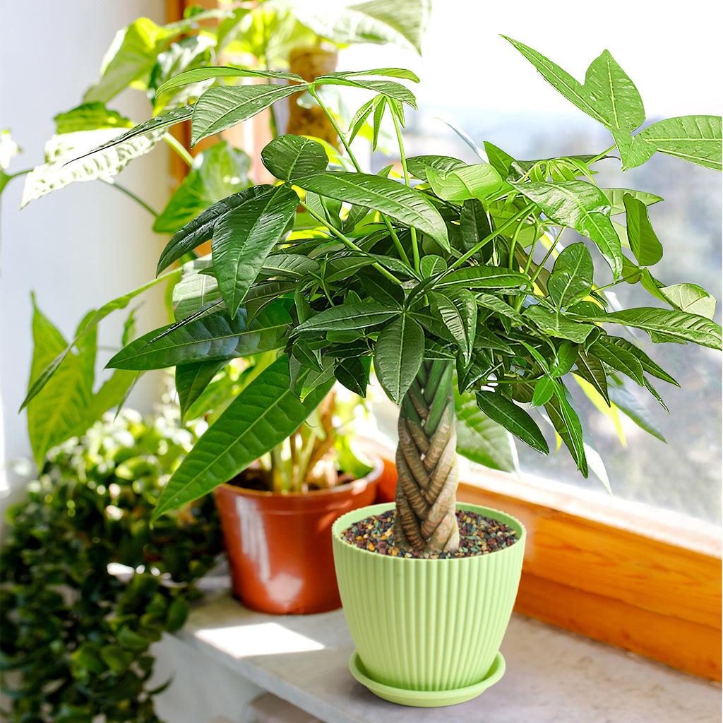 Live Money Tree Houseplant, Pachira Aquatica with Pot, Metal Bucket or Kokedama Bowl Options for Indoor Home and Office Decor, Birthdays and Housewarming Gifts