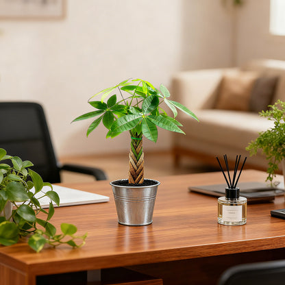 Live Money Tree Houseplant, Pachira Aquatica with Pot, Metal Bucket or Kokedama Bowl Options for Indoor Home and Office Decor, Birthdays and Housewarming Gifts