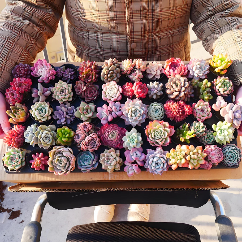 Live Succulent Plants Set of Eight with Nursery Planters, Listed Eight-Variety Collection for Garden Beginners, DIY Plant Displays, Wedding Favors and Plant Lover Gifts