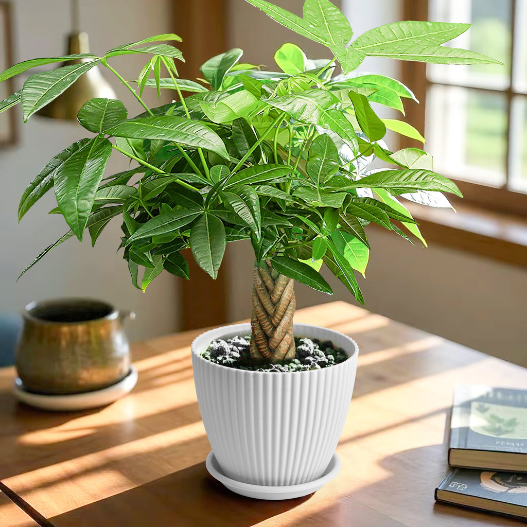 Live Money Tree Houseplant, Pachira Aquatica with Pot, Metal Bucket or Kokedama Bowl Options for Indoor Home and Office Decor, Birthdays and Housewarming Gifts