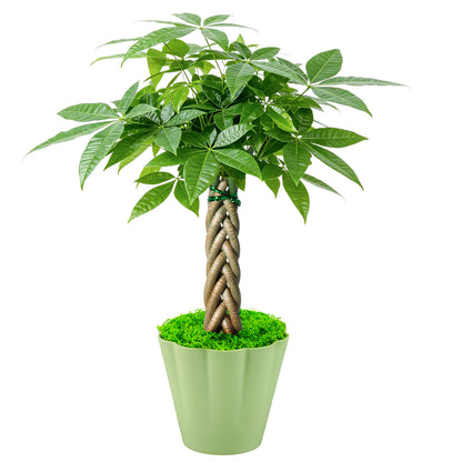 Live Money Tree Houseplant, Pachira Aquatica with Pot, Metal Bucket or Kokedama Bowl Options for Indoor Home and Office Decor, Birthdays and Housewarming Gifts
